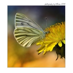 ... Zabořen v říši žrádla :) ...