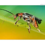 ... Páteříček obecný (Cantharis rustica) ...