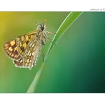 ... Hmyzí romance ...