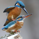 Vlez mi na záda  ;-)