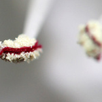 Máte někdo alergii?