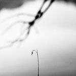 čerstvé zboží od rybníka