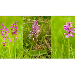 Pálavské orchideje