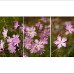 Hvozdík Lumnitzerův pálavský