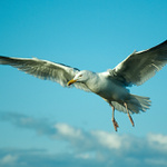 Seagull