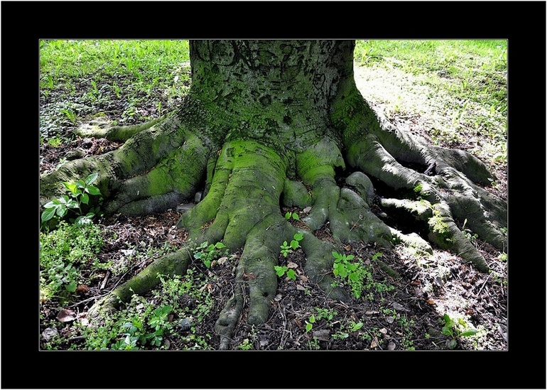 z cyklu "Stromy"   1.