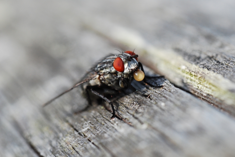 Musca