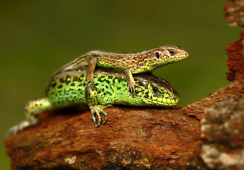 Lacerta agilis - 5