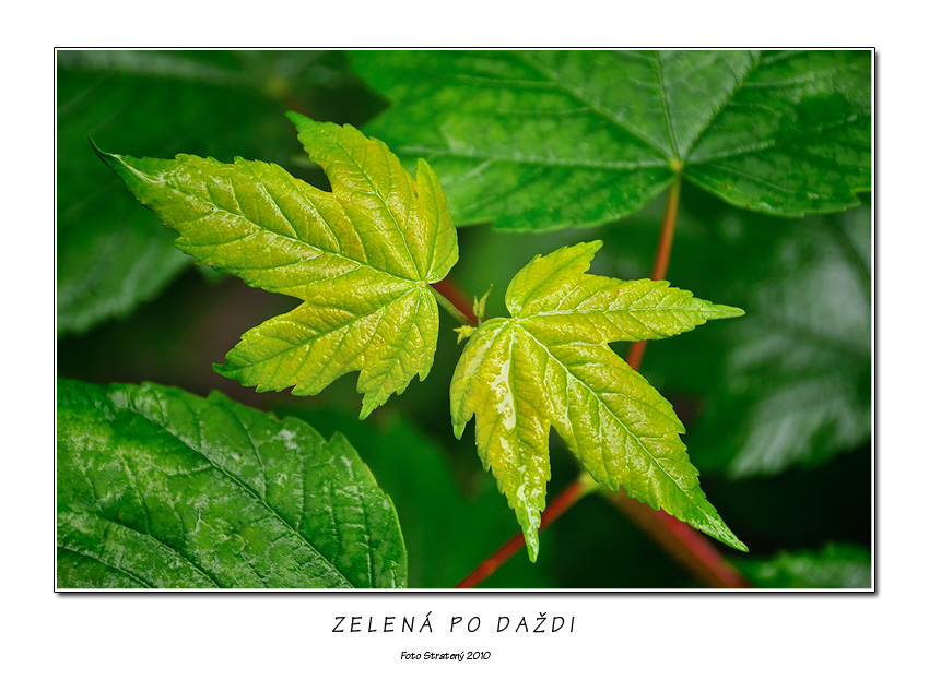 Zelená po daždi