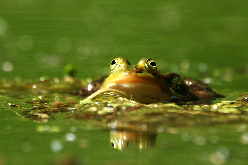 co tam děláš v té trávě ?