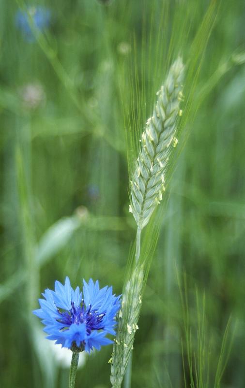 Chrpa v obilném lánu