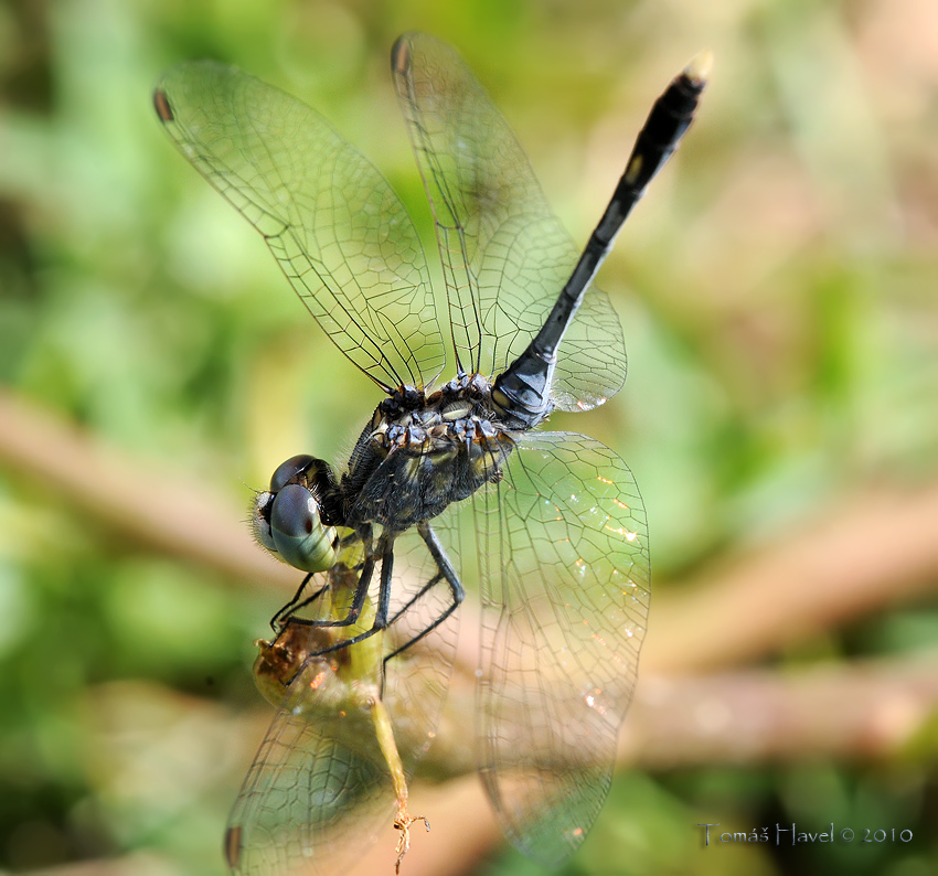 แมลงปอ - malenk pao