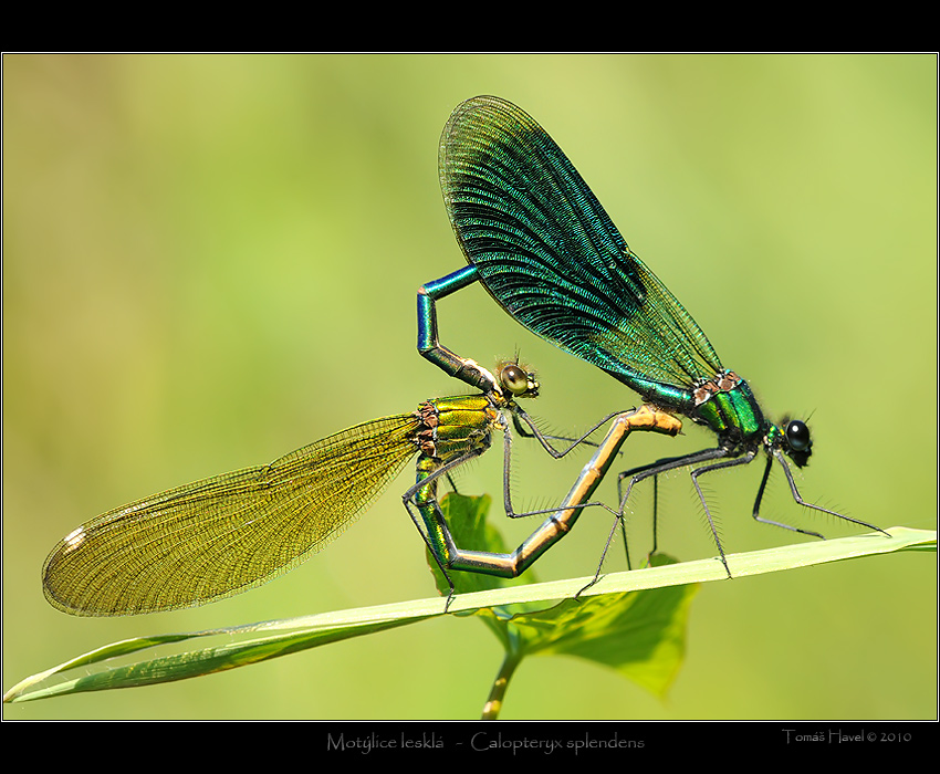 Motýlice lesklá - Calopteryx splendens