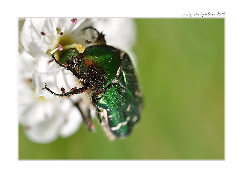 ...  Zlatohlávek zlatý (Cetonia aurata) ...