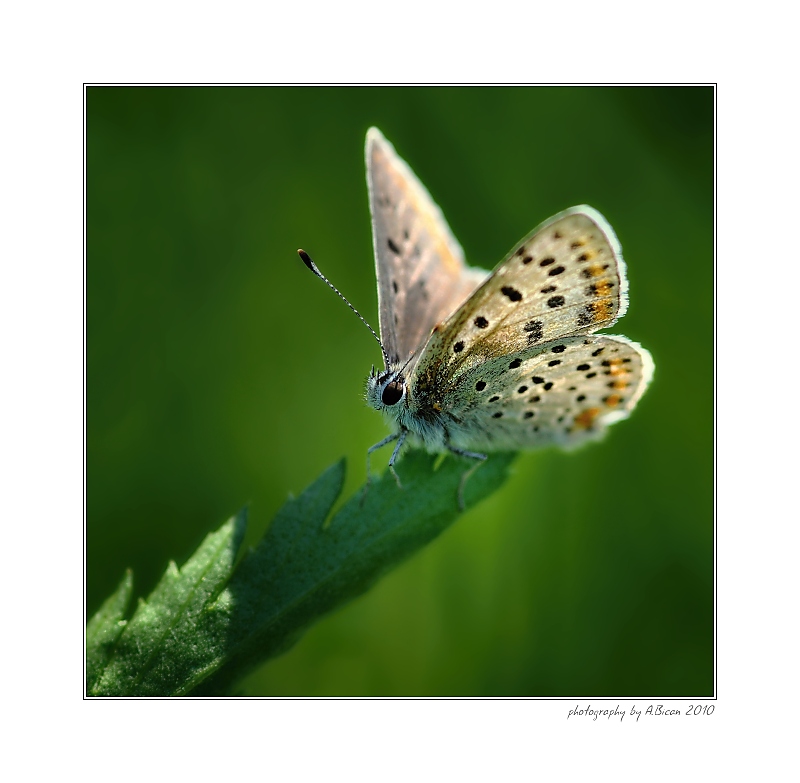 ... Modrásek jehlicový (Polyommatus icarus) ...