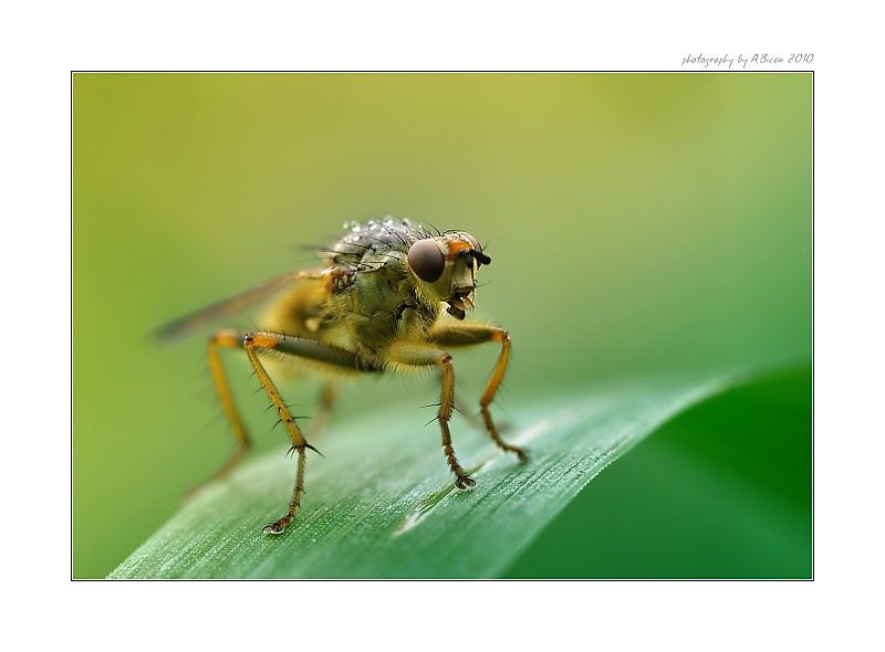 ... Moucha z Meďáku ...