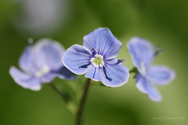 Rozrazil dveře a rezekvítek souměrný
