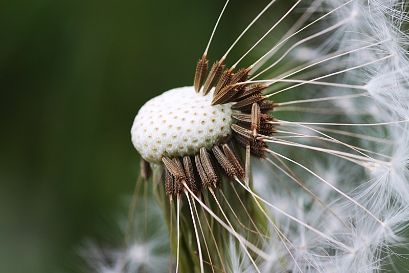 oblečená - neoblečená