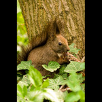 Veverica stromová (Sciurus vulgaris)