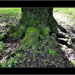 z cyklu "Stromy"   1.