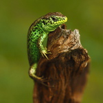 Lacerta agilis - 3