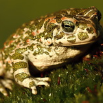 Bufo viridis - 3