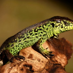 Lacerta agilis - 6