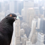 co tady chceš?? .. ( cvakale )