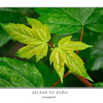Zelená po daždi