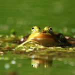 co tam děláš v té trávě ?