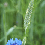 Chrpa v obilném lánu