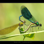 Motýlice lesklá - Calopteryx splendens