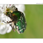 ...  Zlatohlávek zlatý (Cetonia aurata) ...