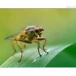 ... Moucha z Meďáku ...