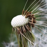 oblečená - neoblečená