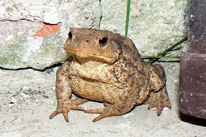 Ropucha obecná