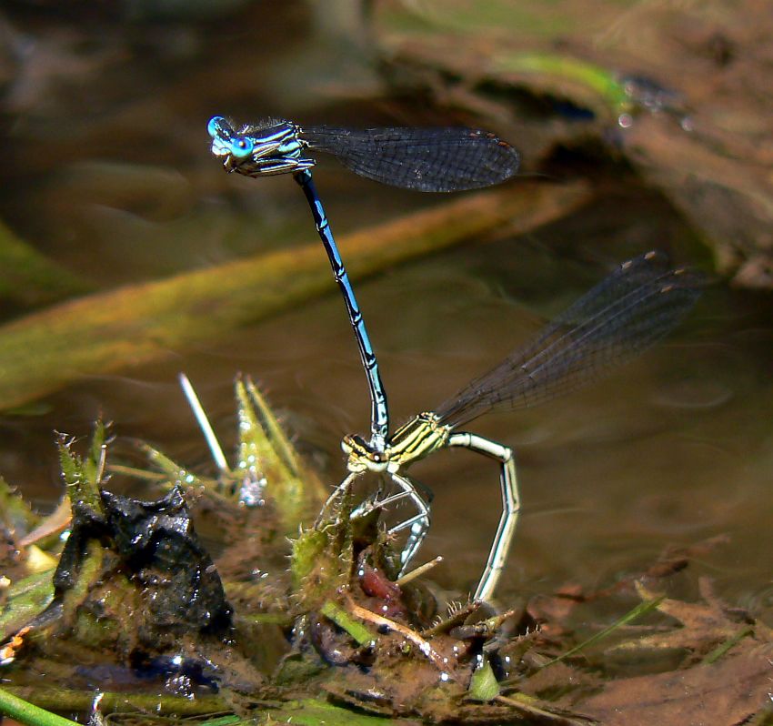 Šidélko páskované