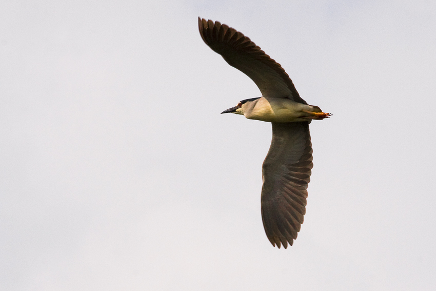 Chavkoš nočný (Nycticorax nycticorax)
