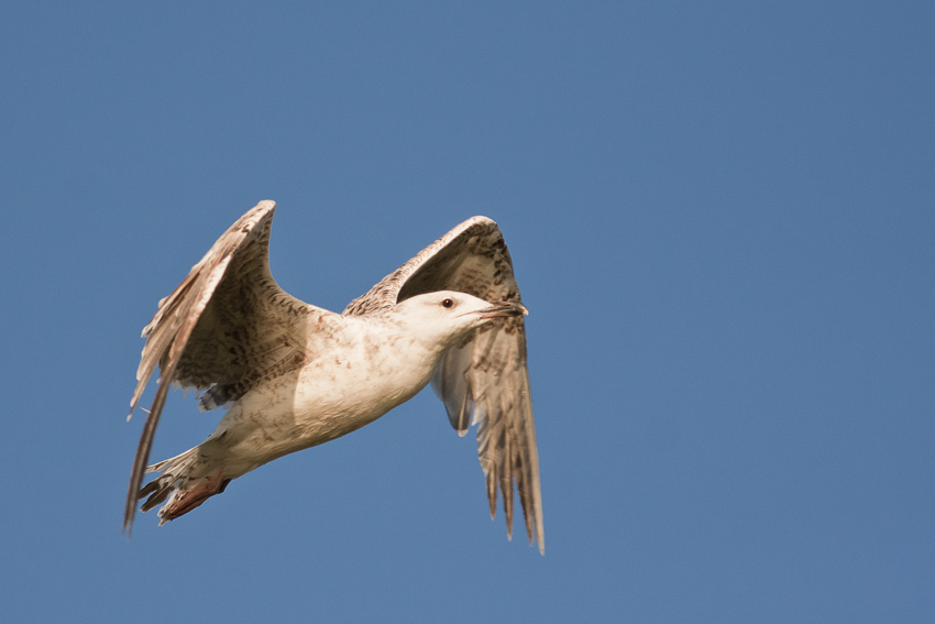 Čajka bielohlavá (Larus cachinnans) - mláďa