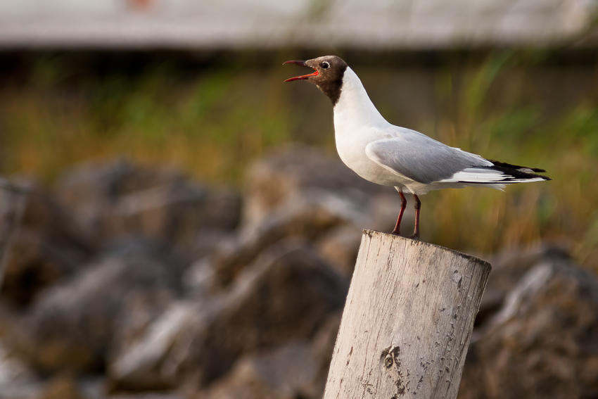 Čajka smejivá (Larus ridibundus)
