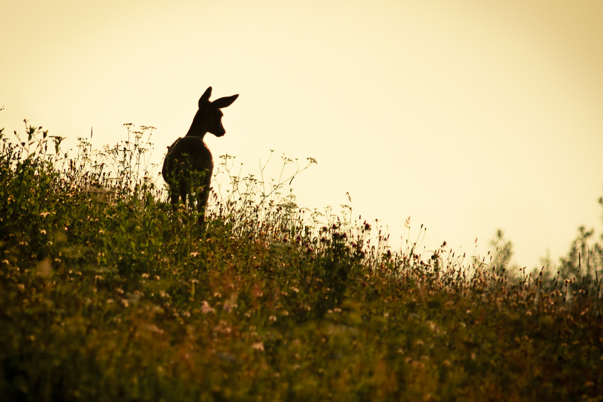 Srna lesná (Capreolus capreolus)
