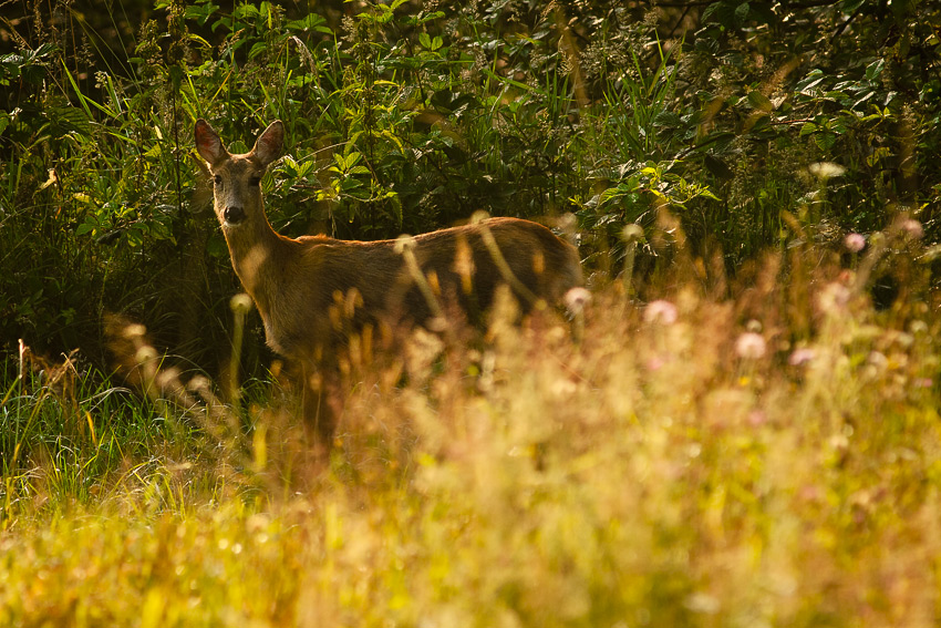 Srna lesná (Capreolus capreolus)