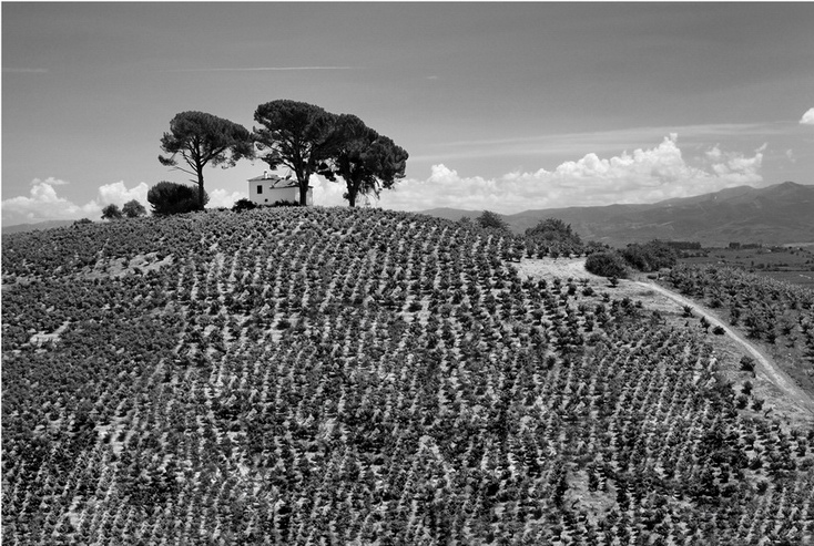 Camino de Santiago