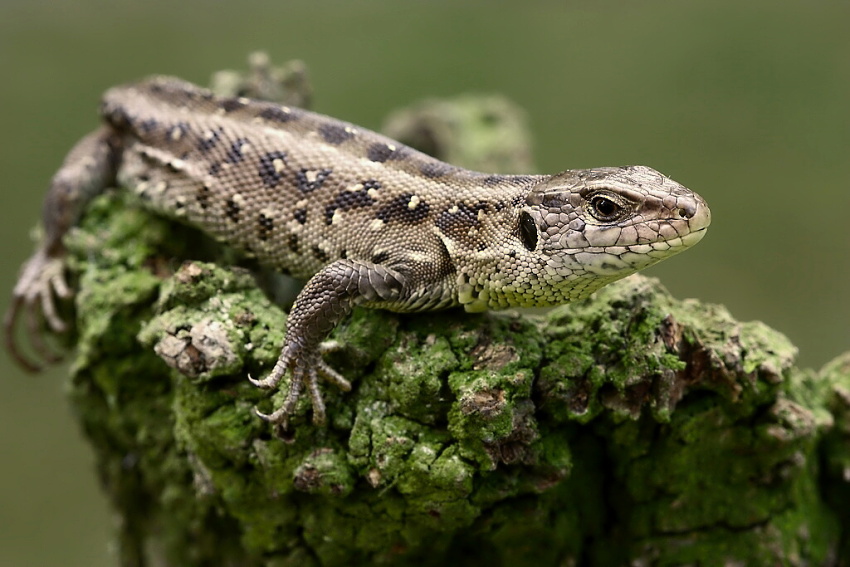 Lacerta agilis -  samička