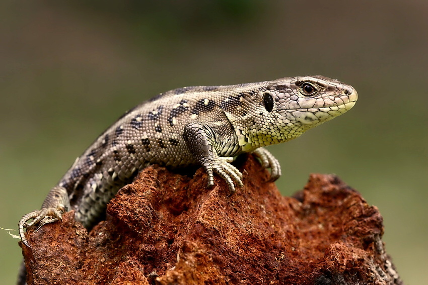 Lacerta agilis -  samička II