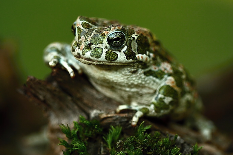 Bufo viridis - 1