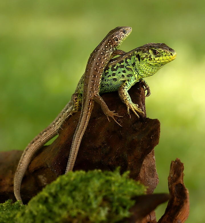 Lacerta agilis - 7