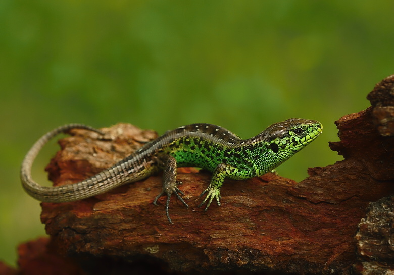 Lacerta agilis - 8