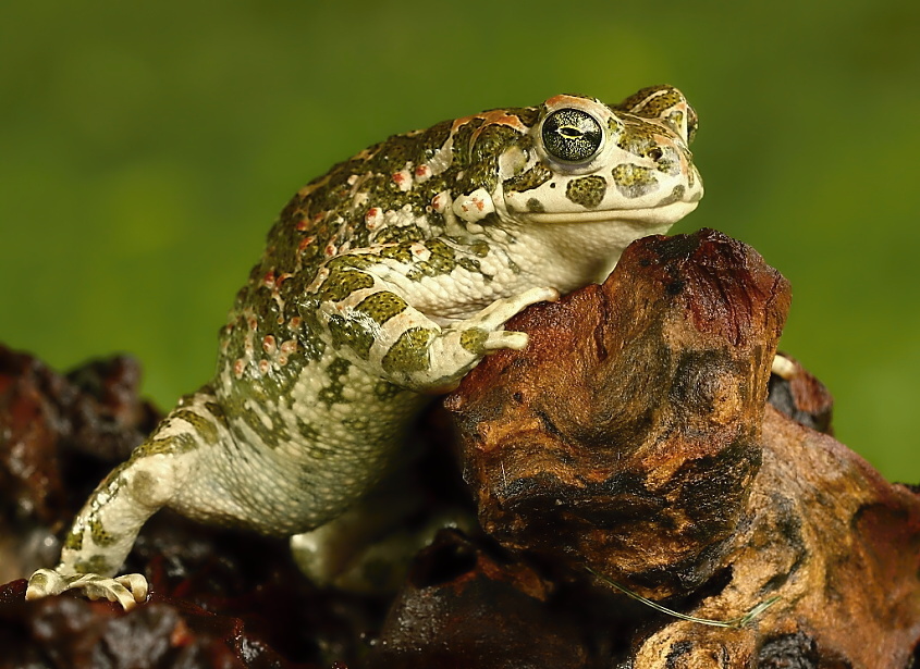 Bufo viridis - 2