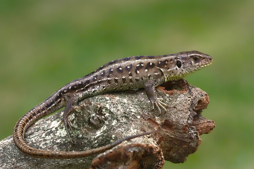 Lacerta agilis - 14